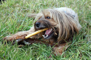 l'importanza dei masticativi per cani