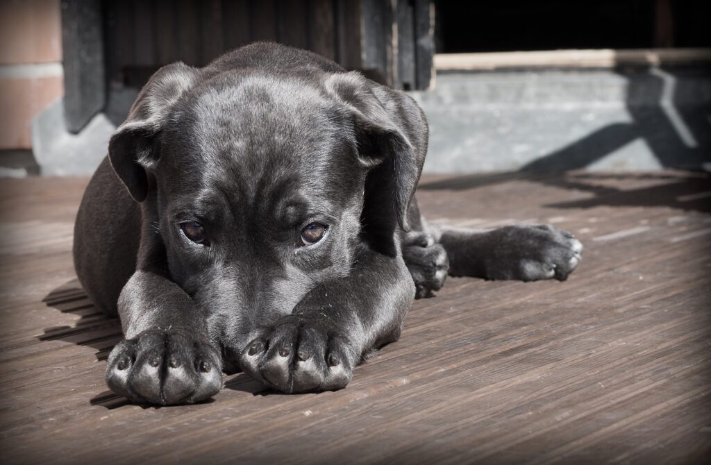 come scegliere l'alimentazione del cane