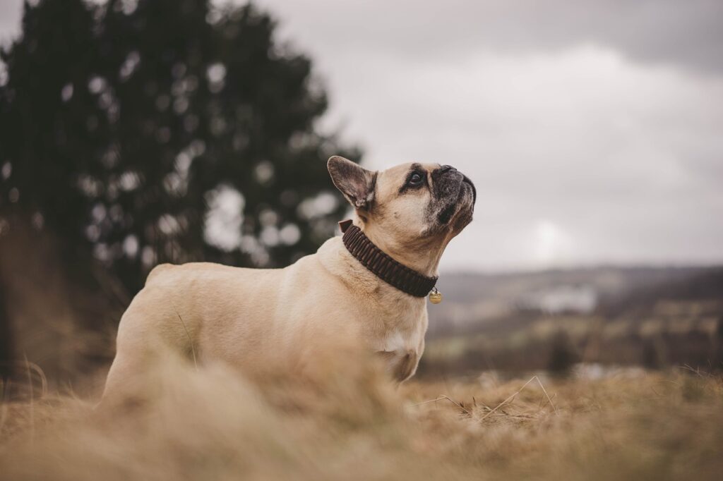 le migliori razze di cani da compagnia