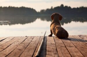 passeggiate con il cane
