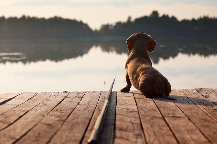 passeggiate con il cane