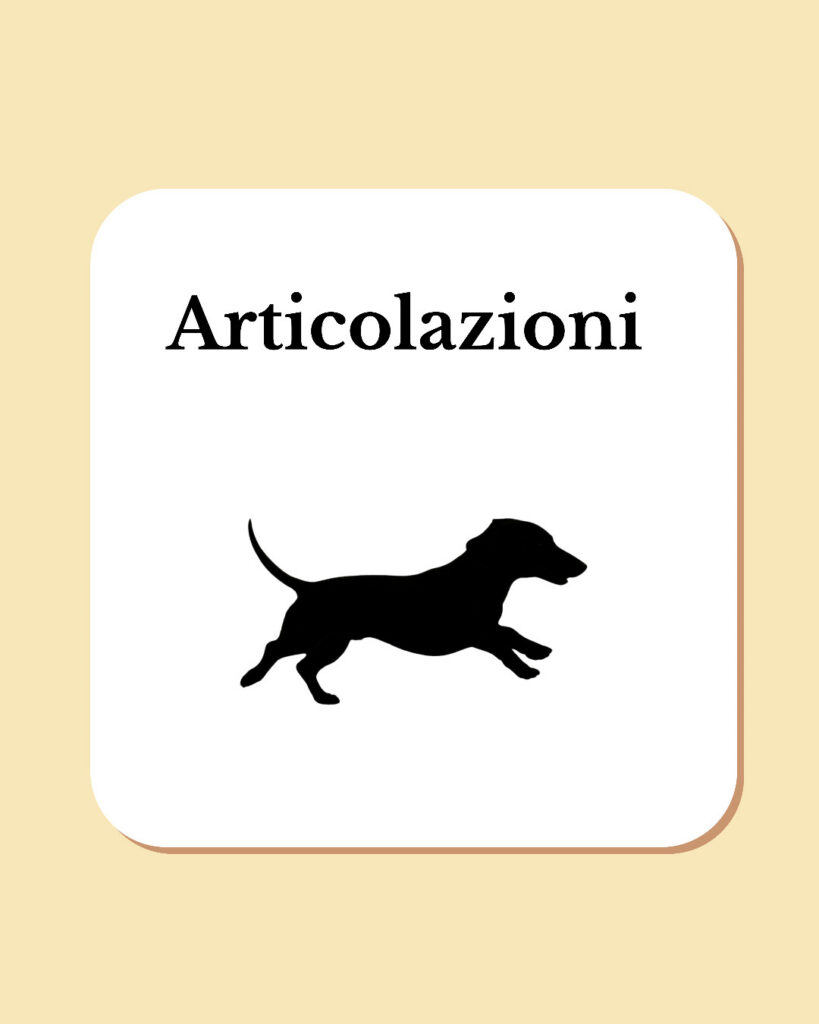 articolazioni cane e cavallo