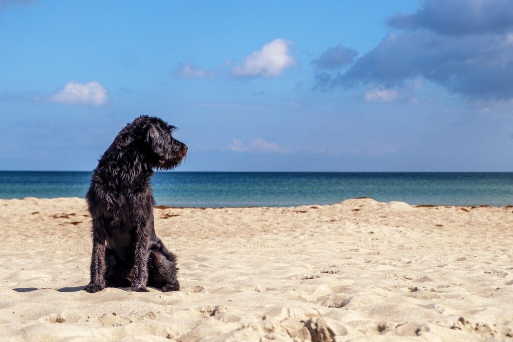 cosa mettere nella valigia del cane