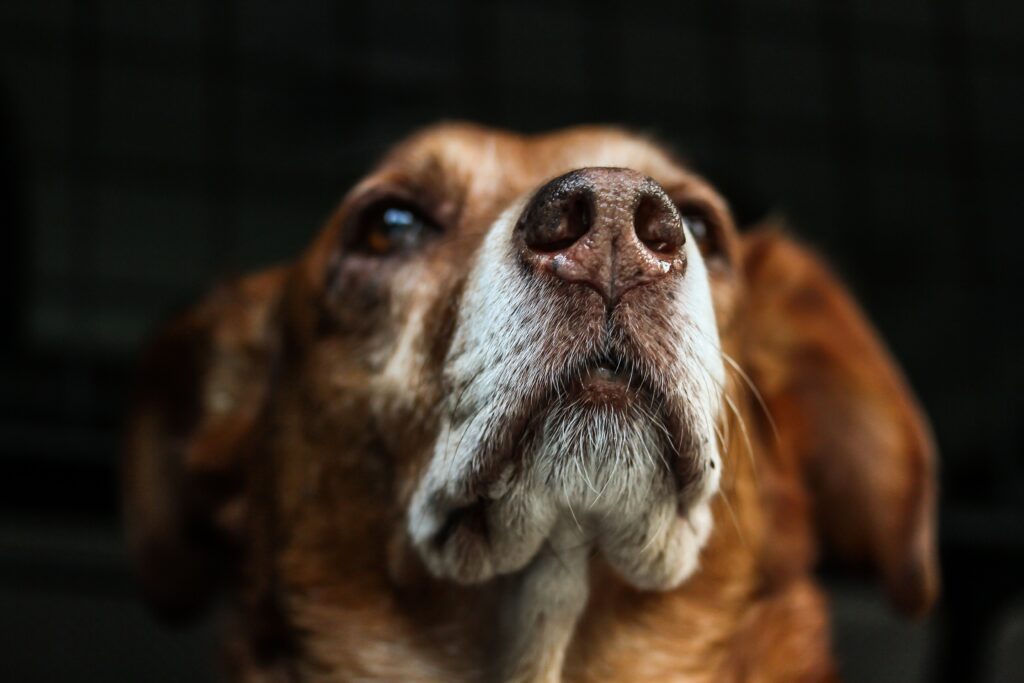 trippa bovina naturale per cani