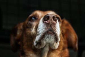 trippa bovina naturale per cani