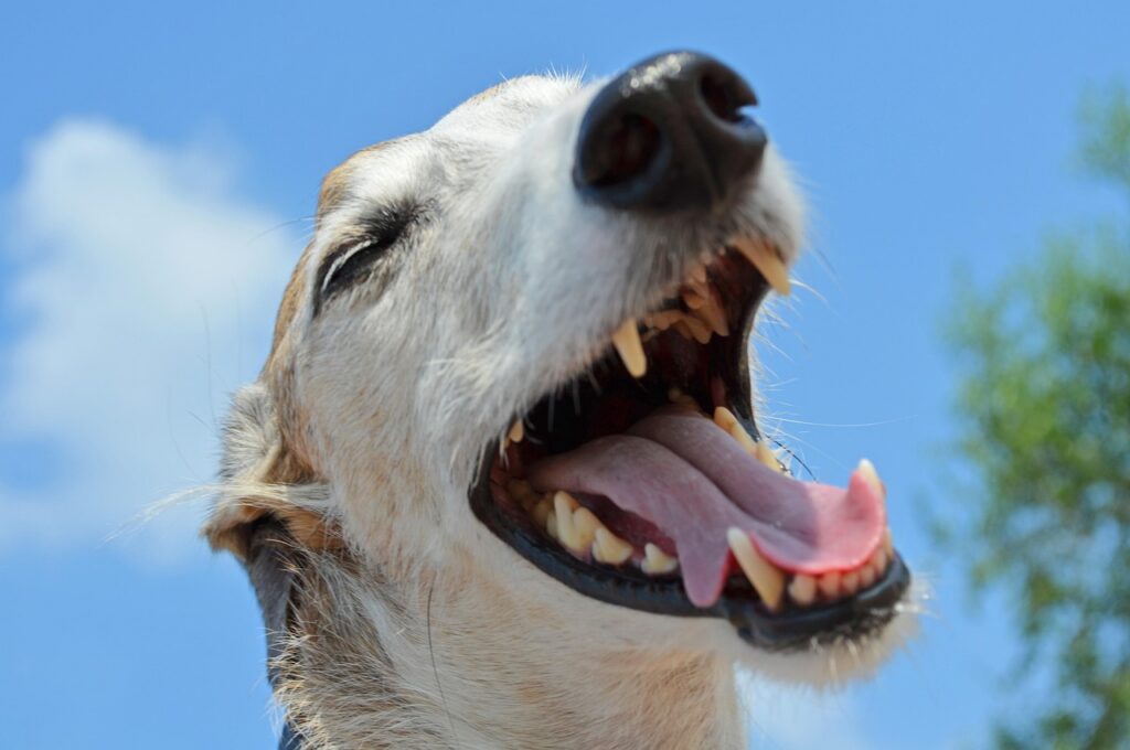 denti e alito del cane