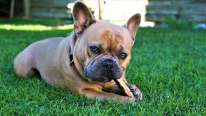 masticativi naturali per cani