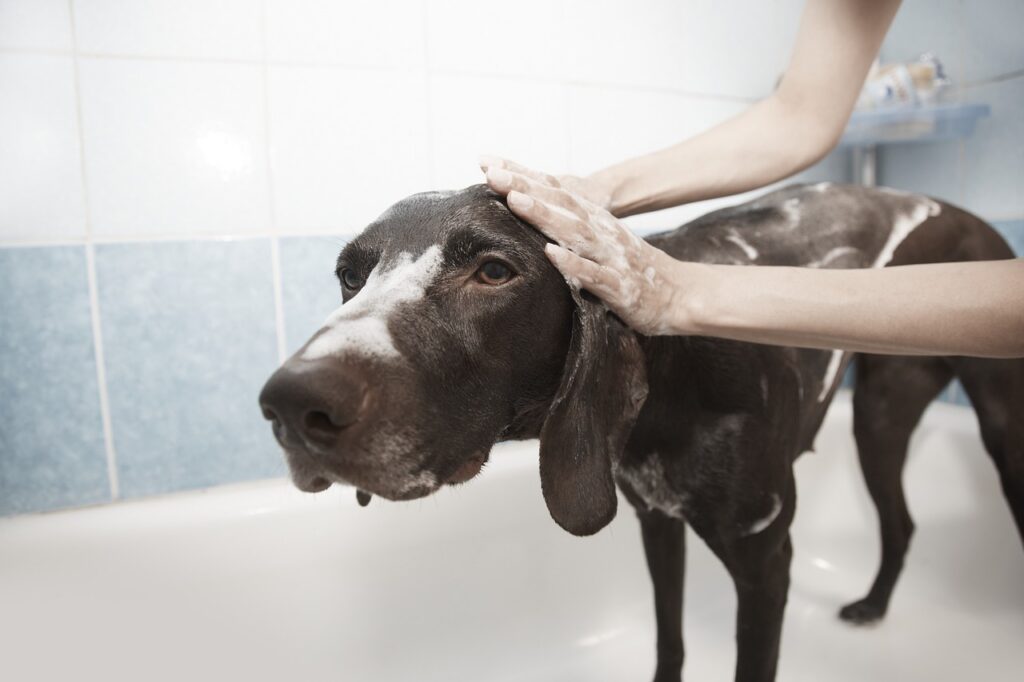 pelle e pelo del cane