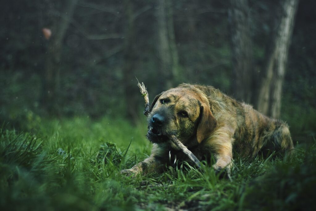 masticativo naturale per cani