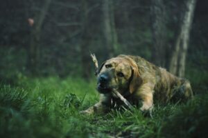 masticativo naturale per cani