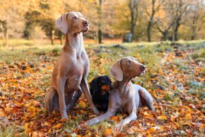 cane che si gratta in autunno